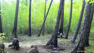 Кабан обучает поросёнка чесаться. Удивительные кадры с фотоловушки