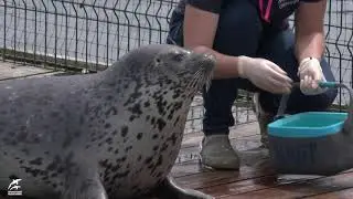 Детёнышу ларги 4,5 месяца