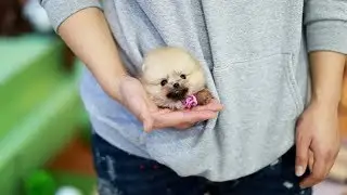 Cute is Not Enough - Funny Cats and Dogs Compilation #268