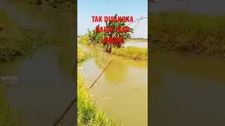 Hasil Tangkapan Yang Mengejutkan #shorts #menjalaikan #nelayan #ikanlangka #ikanpurba #ikanhias