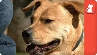 Three Legged Dog Bronte - Tails of Survival