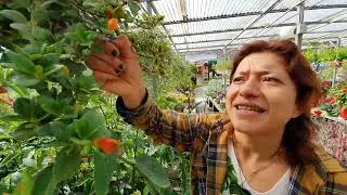Come curare la pianta dei PESCIOLINI ROSSI