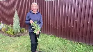 Осенние работы#🏡🍁🍂Обрезаю гортензии, лилейники#Посадка яблони#06октября2024#дача#сад#деревня#огород