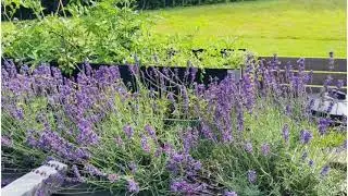 Lavender in Summer 🇪🇺🇪🇺
