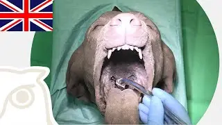 CSL: Intubation of Dogs and Cats