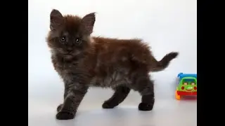 Тим, черный дымный мальчик мейн кун