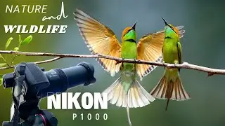 Nikon Coolpix P1000 - Nature & Wildlife | Best Camera Settings | The World's Best Zoom Camera