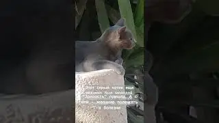 gray street 🐈😺 cat pet animal