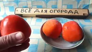 Что делать ,если ХУРМА ВЯЖЕТ РОТ  и как её привести в съедобное состояние.