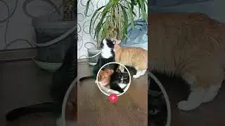 Почему кошки боятся огурцов?🤔🥒 