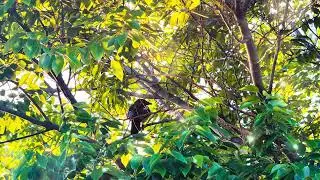 Wildlife Photography: Capturing Beautiful Birds in Their Natural Habitat