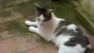 animali