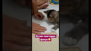 Котик фокусник😍😂#кот #котики #cat #catshorts #cat #кот