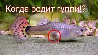 Когда отсаживать гуппи рожать мальков