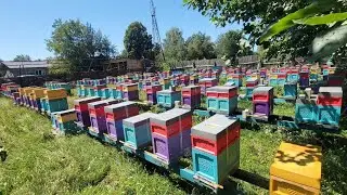 Медозбiр завершено! Звезли пасiку на основний точок. Якi подальшi роботаи? #пасiка #карнiка #ппу