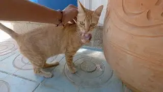 The stray cat was very cute even though he was busy with leftover chicken.
