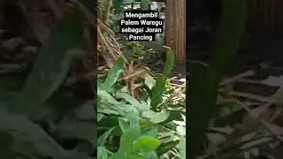 Mengambil Palem Waregu sebagai Joran Pancing