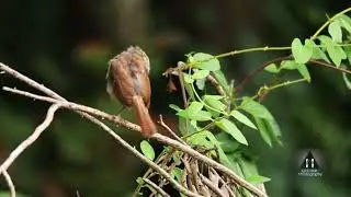 Early morning Carolina Wren duet