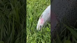 Как и обещал, вот вам красная рыбка!