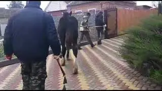 Красавицы. Молодые кобылки. Тяжеловозы.