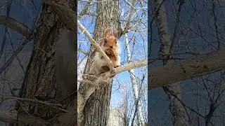 Белочка повиcла и взяла орех