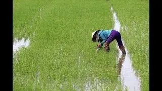 R6 Highlights: Back to the ricefields