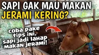 CARA SEDERHANA BIKIN SAPI DOYAN JERAMI KERING, LAHAP BANGETT‼️ 2024 | Rohmadso