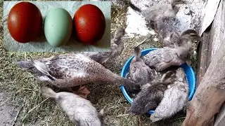 Poultry on my farm. EGG NEWS!!! 🥚🥚🥚