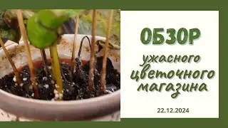 КОШМАР! Обзор цветочного магазина💚🪴 Ужасное состояние растений! Кошмар!