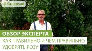 Как правильно и чем правильно удобрять розу