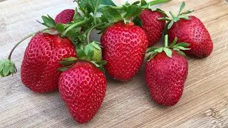 AURORA MUNIRA. New for 2022. Pros and cons of the variety.