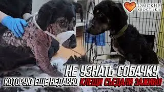 Не узнать собачку, которую еще недавно клещи съедали заживо! | Киара
