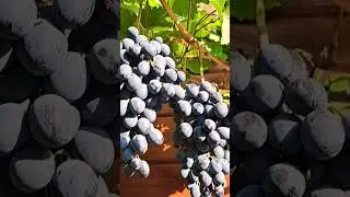 ЧТО ДЕЛАТЬ С ВИНОГРАДОМ ОСЕНЬЮ? #интересно #факты #shorts  #огород