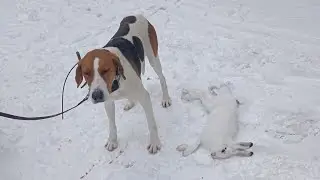 Охота на беляка с гончими Альма и Астра