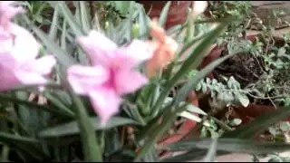 Unedited Video Sample - Moto E