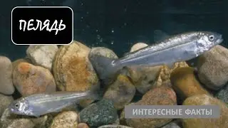 ПЕЛЯДЬ🐟/Рыбы/Животные/Интересные факты