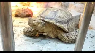 экзотариум, пингвинарий. Лазаревское 2021