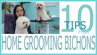 10 tips for home grooming bichons