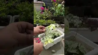 This is the MOST DIFFICULT thing in gardening..please do not try this at home.  Urvann | Viral