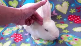 Head Pet time for Aquabella.