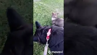 малыш Джек так и бегает за Диной, думает  что это его мама 🙂🙂🙂