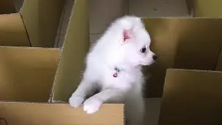 Snowball Dogs Vs Chip Hamster In New Maze