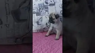 #мопсщенок Желанный Наследник Хрустальный Лотос 🙂