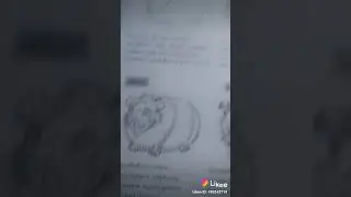 Как рисовать морскую свинку.