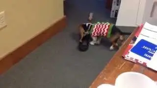 Basset Hound Puppy Steals Shoe