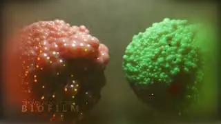 Biofilm // Blender