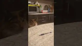 Cat Nikky