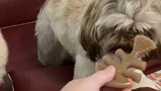 Chewie argument
