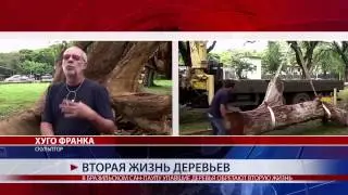 ВТОРАЯ ЖИЗНЬ ДЕРЕВЬЕВ