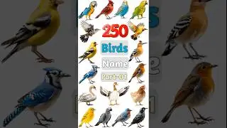 250 Birds Name Part- 01 #birds #birdsname #birdname #birdspecies #birdslover #birdsnamewithpictures